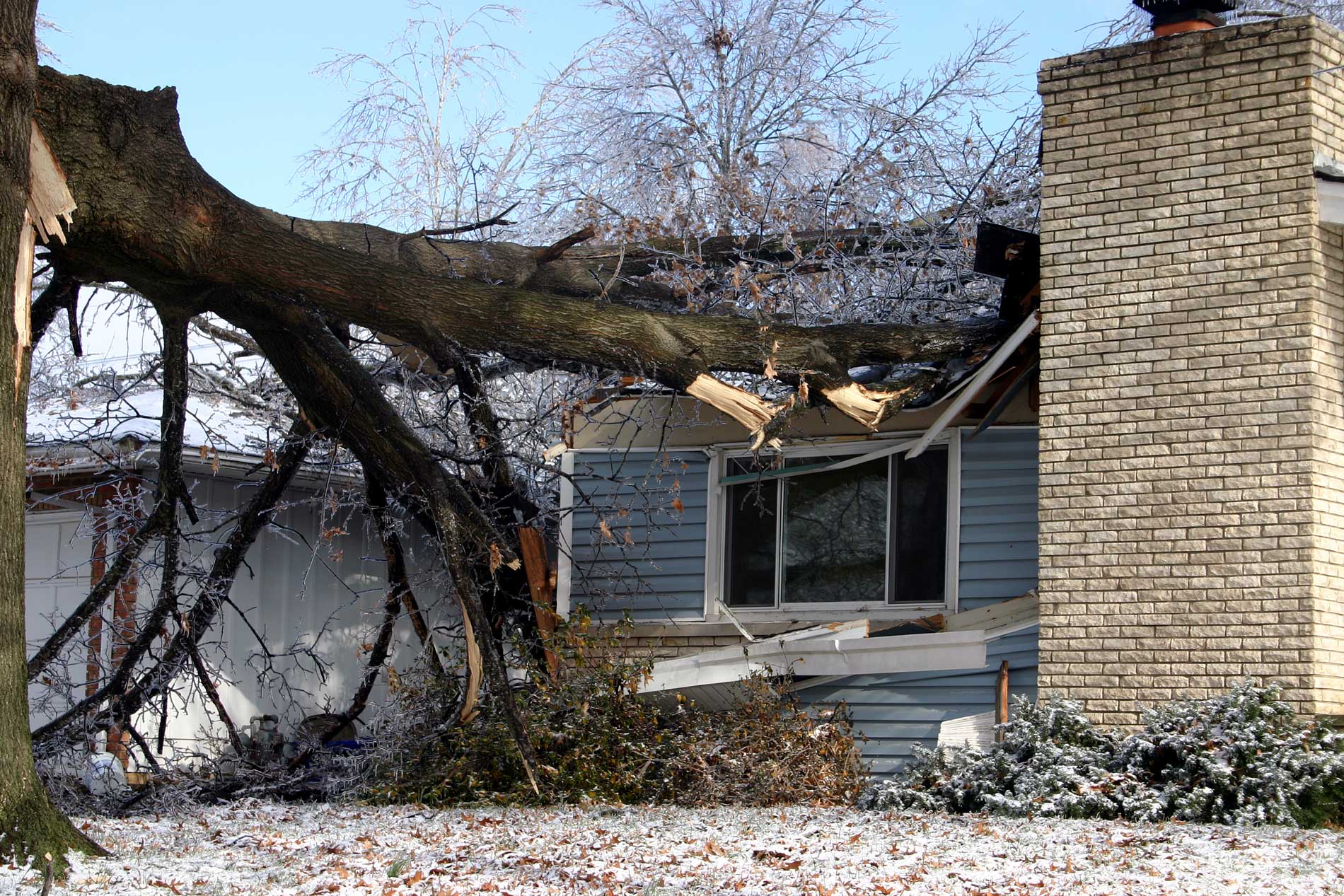 tree damage repairs