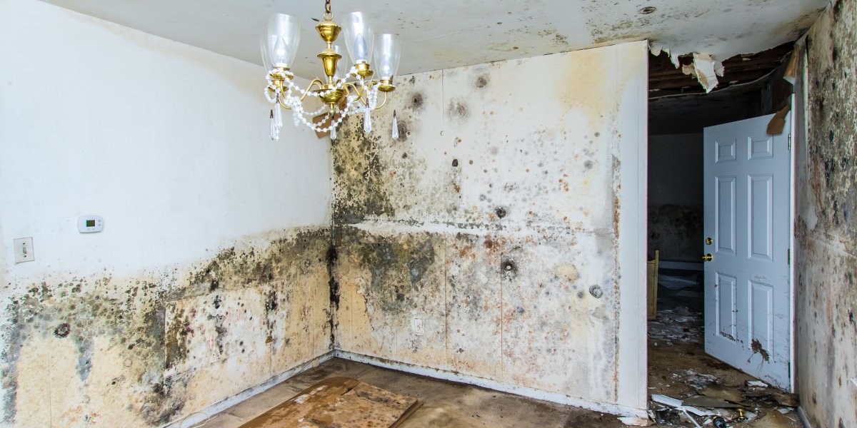 Mold Related Health Risks